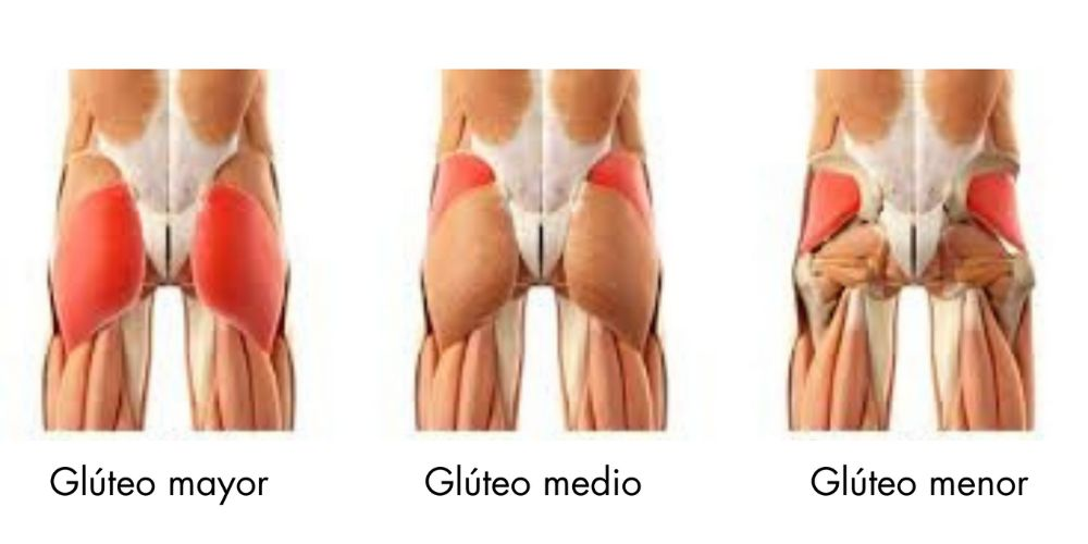 anatomía de los glúteos con glúteo mayor, medio y menor para entrenamiento y fortalecimiento